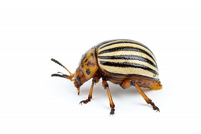 potato beetle