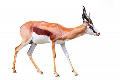 antelope