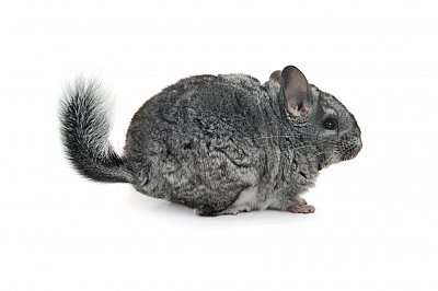 chinchilla