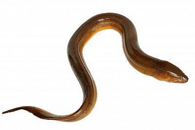 eel