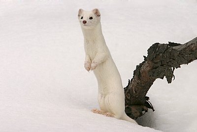 ermine