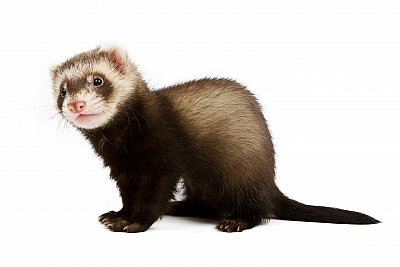 ferret