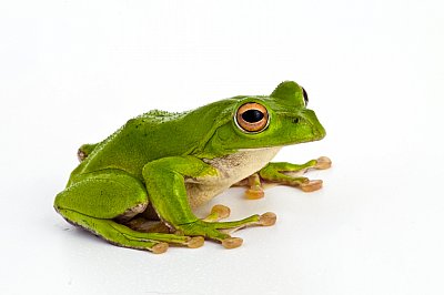 frog