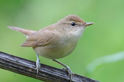 garden warbler