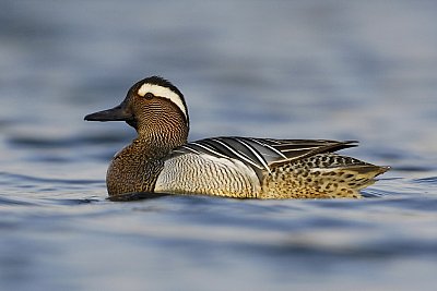 garganey