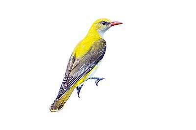 golden oriole