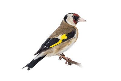 goldfinch