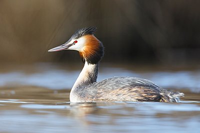 great crested grebe