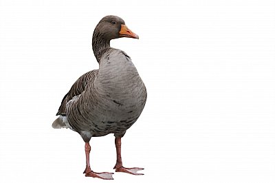 greylag goose