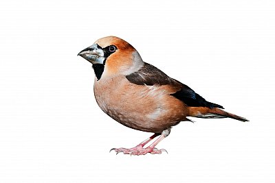 hawfinch