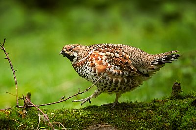 hazel grouse