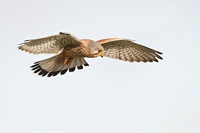 kestrel