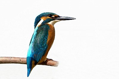 kingfisher