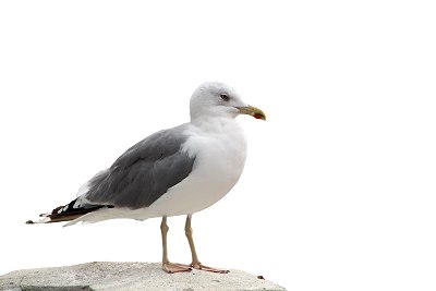 lesser black-backed gull