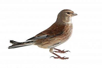 linnet