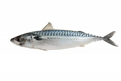 mackerel