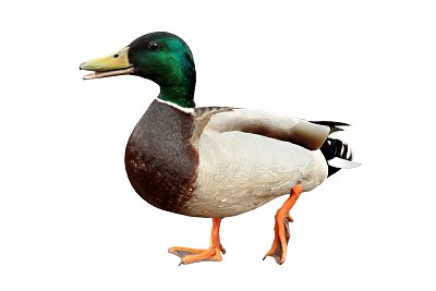 mallard