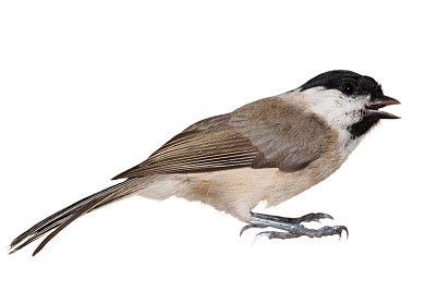 marsh tit