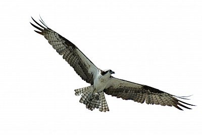 osprey