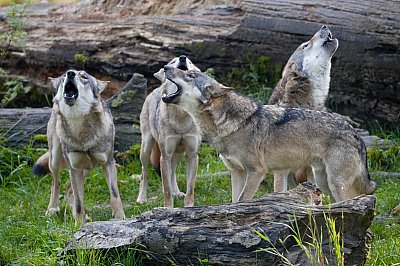 pack of wolves