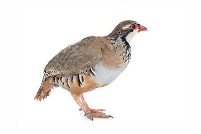 partridge