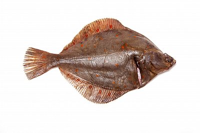 plaice