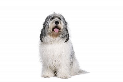 Polish lowland sheepdog