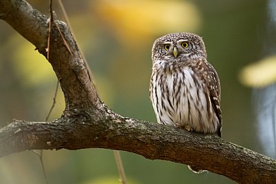 pygmy owl