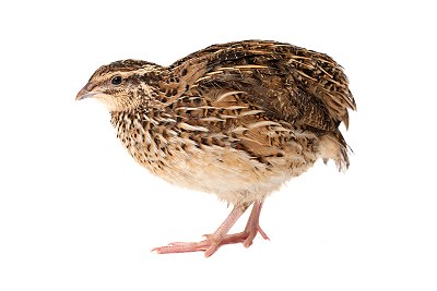 quail