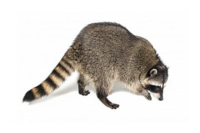 raccoon