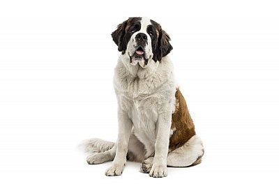 Saint Bernard