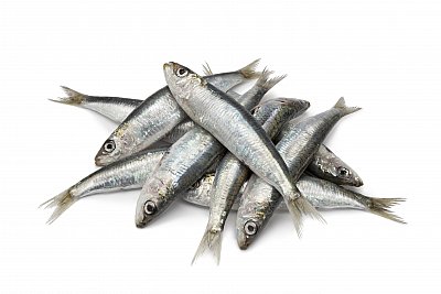 sardine