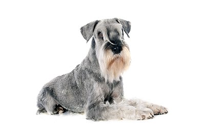 schnauzer