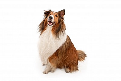 Shetland sheepdog