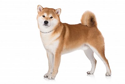 Shiba Inu