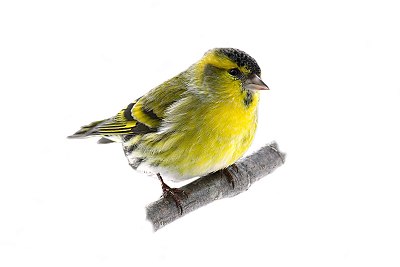 siskin