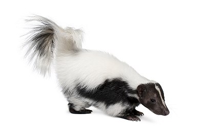 skunk