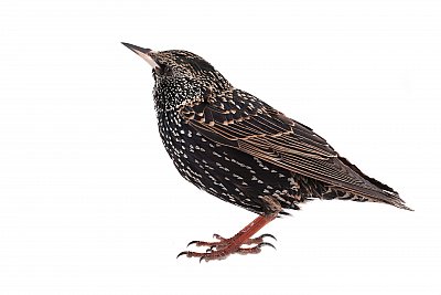 starling