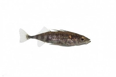 stickleback