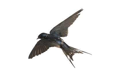 swallow