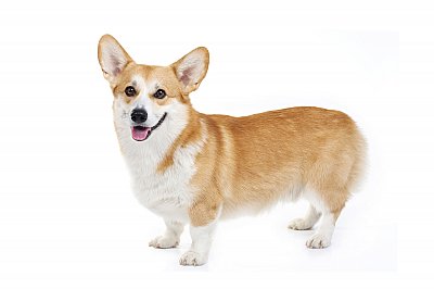 Welsh Corgi (Pembroke Welsh Corgi)